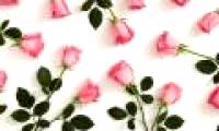 Roses are coming soon