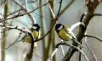 Rural birds find it difficult to