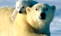 Russia and America's efforts to protect white bears failed