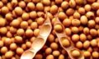 Russia claims genetically modified food is toxic