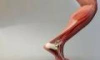 Russia developed a transplant to replace tendons and ligaments