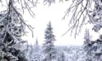 Russia: The man survives in the forest under a negative temperature of 31 degrees thanks to this