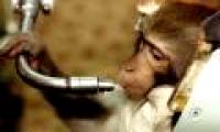 Russia will bring monkeys to Mars
