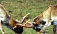 Russian airship is suspected of killing antelope