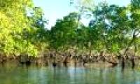 Safely protect the Earth's green carbon source