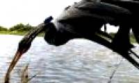 Saigon people caught rare and precious ancient birds weighing 1kg