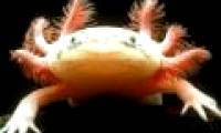 Salamanders 'fish'