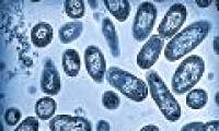 Salmonella is worse than we thought