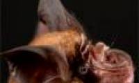 SARS virus originates from large ear bats