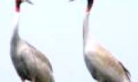 Sarus cranes return to live on Kien Giang land