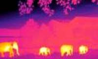 Save rare animals with ... astronomy