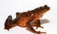 Save the frog from the risk of global wiping