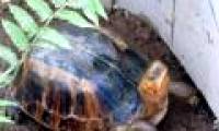 Saving 34 lives of rare turtles
