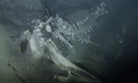Scanning cameras at the bottom of Antarctica, experts discover unusual 'party' in whale graveyard