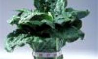 Scarcity of food has 'super trees'