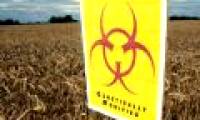 Scary effects of genetically modified plants