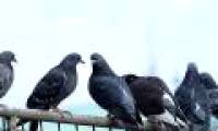Scary finding: Deformed dove feet in urban areas