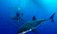 Scary people swim with big white sharks