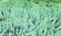 Scary plants