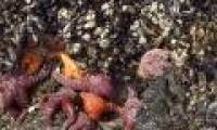 Scary virus massacres millions of starfish