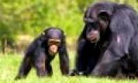 Science explains the difference between humans and animals