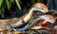Science has just made a surprising discovery about the genitals of female snakes.
