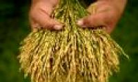 Scientific findings: Crop yields depend on ... leaves