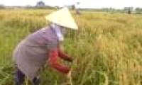 Scientific innovations that improve agricultural production efficiency