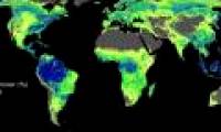 Scientific reports instructing how many trees to plant are enough to save the Earth