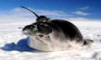 Scientist decodes Antarctic ice holes