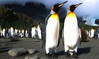 Scientist 'drunk' because of laughing gas in penguin droppings