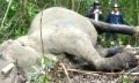 Scientists call for conservation of Vietnamese elephants