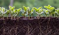Scientists decode the 'cry for help' response of plants to pathogens