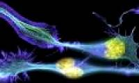 Scientists discover that the old brain always produces new cells