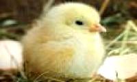 Scientists discovered how the chicken came out of the eggshell