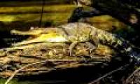 Scientists discovered new crocodiles in Central Africa