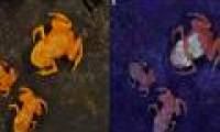 Scientists discovered poisonous frogs with glowing bones through the skin