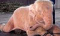 Scientists discovered the least sleeping animal