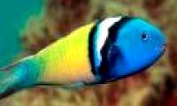 Scientists explain the phenomenon of sex change in fish