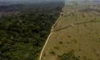 Scientists find a low-cost and effective solution to combat deforestation