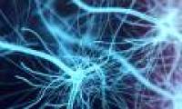 Scientists found a new organ in the human body