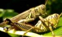 Scientists freeze two grasshoppers that are 'forming' to study