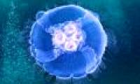 Scientists have created a half-robotic jellyfish