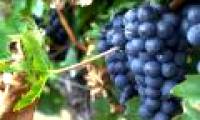 Scientists have discovered the unexpected benefits of grapes