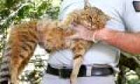 Scientists have found a new cat in the Mediterranean with a strange name