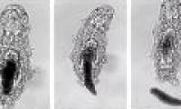 Scientists have just shown how the 'immortal' creature on Earth goes