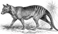 Scientists hope to revive the extinct Tasmanian tiger