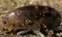 Scientists raise parasites in the body