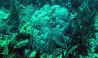 Scientists recreate endangered coral species in the lab