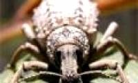 Scientists 'struggle' because ... 101 species have just been discovered